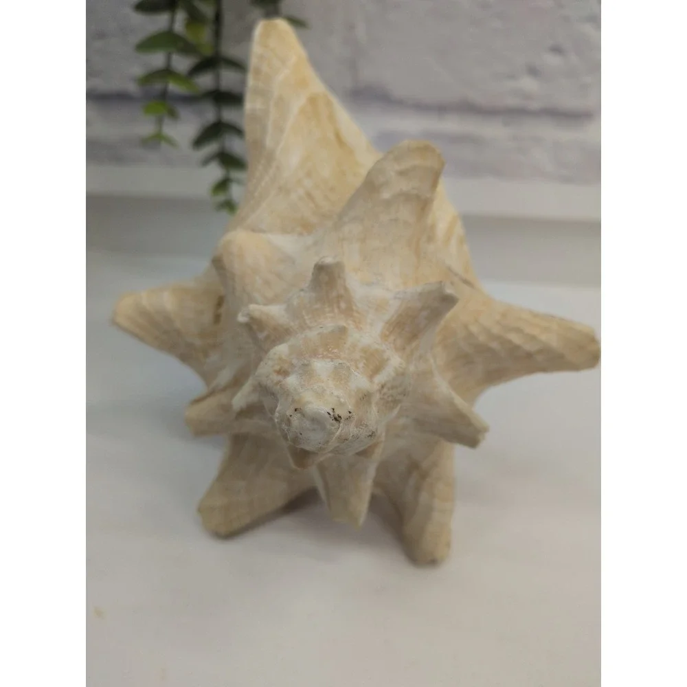 🏖️Large Vintage Pink-Lipped Murex Sea Shell Natural Ocean‎ Beach Coastal Decor